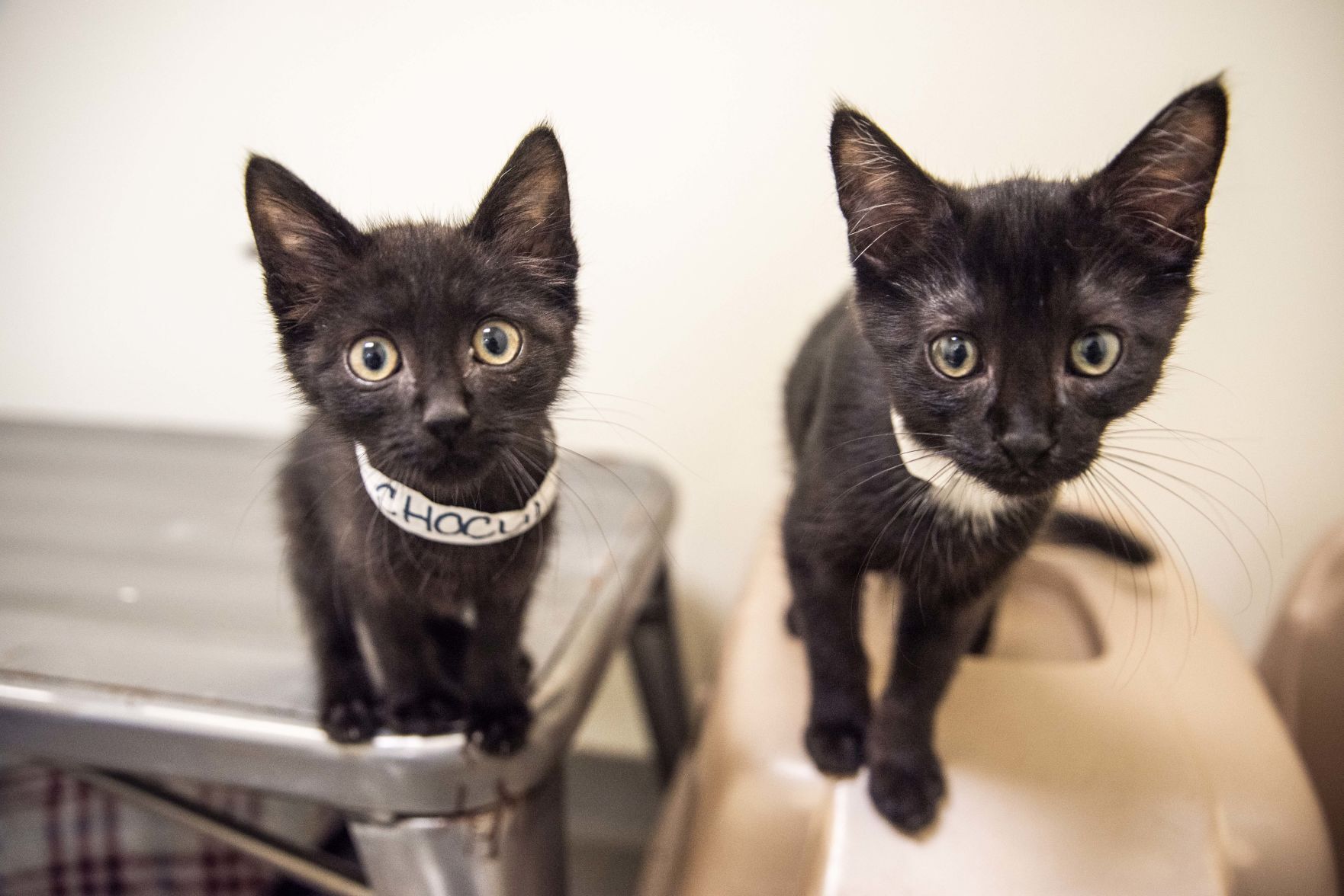 Lynchburg Humane Society
